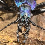 Carabus intricatus - Bystruška vráskavá 190112