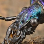 Carabus intricatus - Bystruška vráskavá 195033