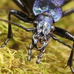 Carabus intricatus - Bystruška vráskavá 20-07-58