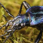 Carabus intricatus - Bystruška vráskavá 20-10-50