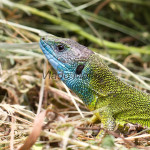 Lacerta viridis - Jašterica zelená IMG_9083