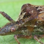 Leptoglossus occidentalis - Obrubnica americká 095049