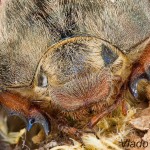 Melolontha melolontha - Chrúst obyčajný 084007