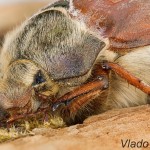 Melolontha melolontha - Chrúst obyčajný 092721