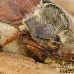 Melolontha melolontha - Chrúst obyčajný 093935