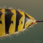 Osie žihadlo 23-48-42