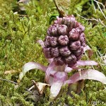 Petasites hybridus  - Deväťsil lekársky 212812
