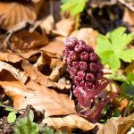 Petasites hybridus - Deväťsil lekársky IMG_6092