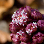 Petasites hybridus - Deväťsil lekársky IMG_6094