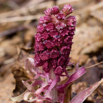 Petasites hybridus - Deväťsil lekársky IMG_8673