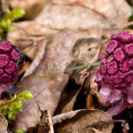Petasites hybridus - Deväťsil lekársky IMG_8675