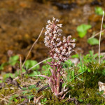 Petasites hybridus  - Deväťsil lekársky IMG_9953