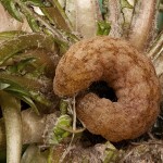 Phlogophora meticulosa - Sivkavec mramorovaný 11-58-15