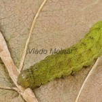 Phlogophora meticulosa - Sivkavec mramorovaný 112841