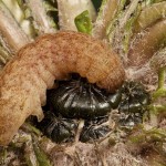 Phlogophora meticulosa - Sivkavec mramorovaný 12-05-06