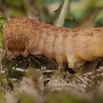 Phlogophora meticulosa - Sivkavec mramorovaný 12-15-08