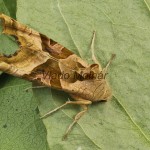 Phlogophora meticulosa - Sivkavec mramorovaný 14-17-11