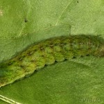 Phlogophora meticulosa - Sivkavec mramorovaný 16-46-38.jpg