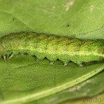 Phlogophora meticulosa - Sivkavec mramorovaný 16-48-00.jpg