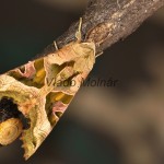 Phlogophora meticulosa - Sivkavec mramorovaný 180350