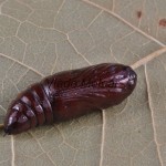 Phlogophora meticulosa - Sivkavec mramorovaný 180726