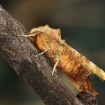 Phlogophora meticulosa - Sivkavec mramorovaný 181117