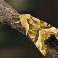 Phlogophora meticulosa - Sivkavec mramorovaný 181948