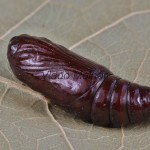 Phlogophora meticulosa - Sivkavec mramorovaný 182027