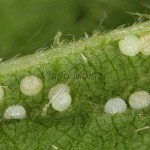 Phlogophora meticulosa - Sivkavec mramorovaný 20-40-26