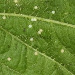 Phlogophora meticulosa - Sivkavec mramorovaný 20-43-13