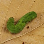 Phlogophora meticulosa - Sivkavec mramorovaný 200508