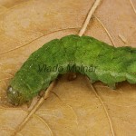 Phlogophora meticulosa - Sivkavec mramorovaný 201103