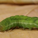 Phlogophora meticulosa - Sivkavec mramorovaný 202059