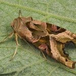 Phlogophora meticulosa - Sivkavec mramorovaný 204850