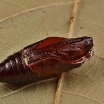 Phlogophora meticulosa - Sivkavec mramorovaný /po vyliahnutí/  205839