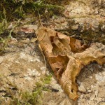 Phlogophora meticulosa - Sivkavec mramorovaný 21-38-40