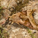 Phlogophora meticulosa - Sivkavec mramorovaný 21-39-35