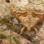 Phlogophora meticulosa - Sivkavec mramorovaný 21-40-41