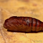 Phlogophora meticulosa - Sivkavec mramorovaný 21-44-26