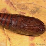 Phlogophora meticulosa - Sivkavec mramorovaný 21-45-40