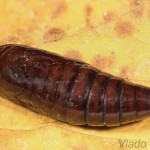 Phlogophora meticulosa - Sivkavec mramorovaný 21-46-38