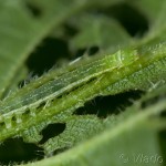 Phlogophora meticulosa - Sivkavec mramorovaný 22-13-34