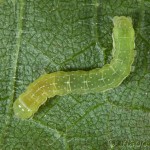 Phlogophora meticulosa - Sivkavec mramorovaný 23-11-09