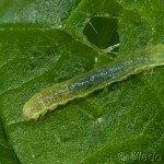 Phlogophora meticulosa - Sivkavec mramorovaný 23-12-33