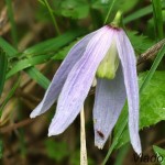 Pulsatilla subslavica - Poniklec prostredný 140512