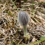 Pulsatilla subslavica - Poniklec prostredný 16-16-31