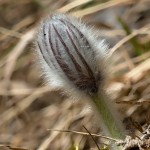 Pulsatilla subslavica - Poniklec prostredný 16-18-00