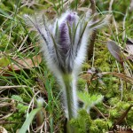 Pulsatilla subslavica - Poniklec prostredný 194402