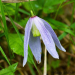 Pulsatilla subslavica - Poniklec prostredný IMG_0302