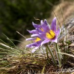 Pulsatilla subslavica - Poniklec prostredný IMG_6024